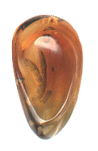 Carved Cabochon