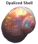 Opalized shell