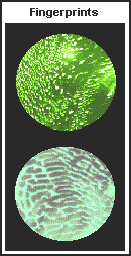 Fingerprint inclusions