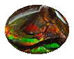 Ammolite
