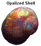 Opalized Shell