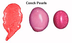 Conch Pearls