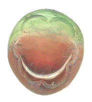 accent lines tourmaline