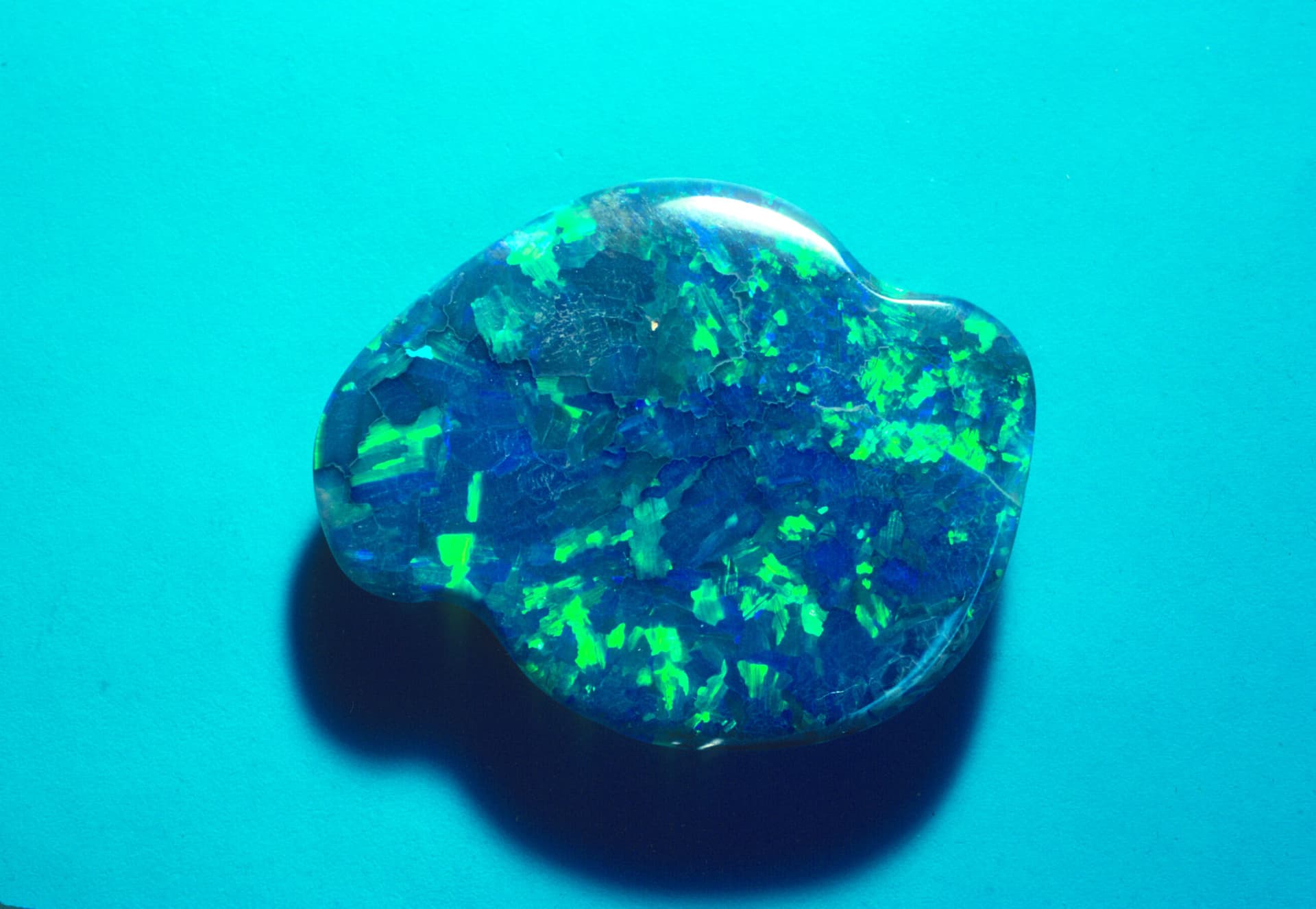 black opal with blue body color