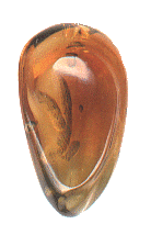 Inclusions in Transparent Gems - Citrine with Feather