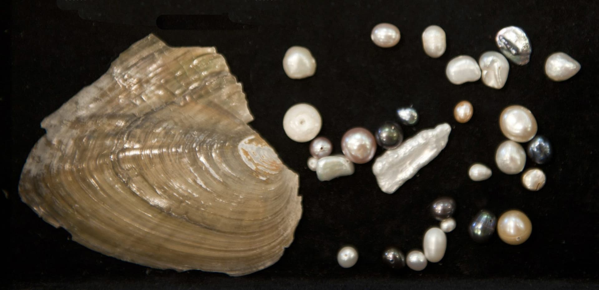 freshwater mussel with pearls - pearl symbolism