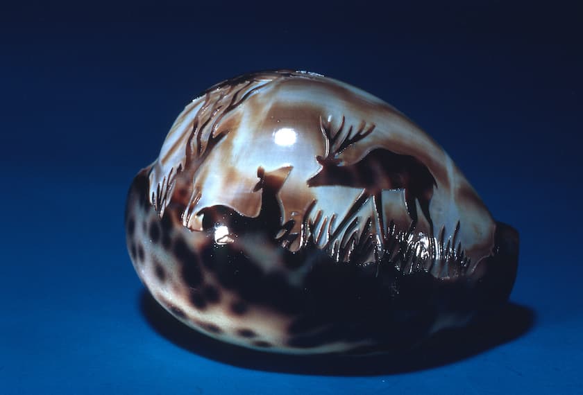 cowrie shell carving