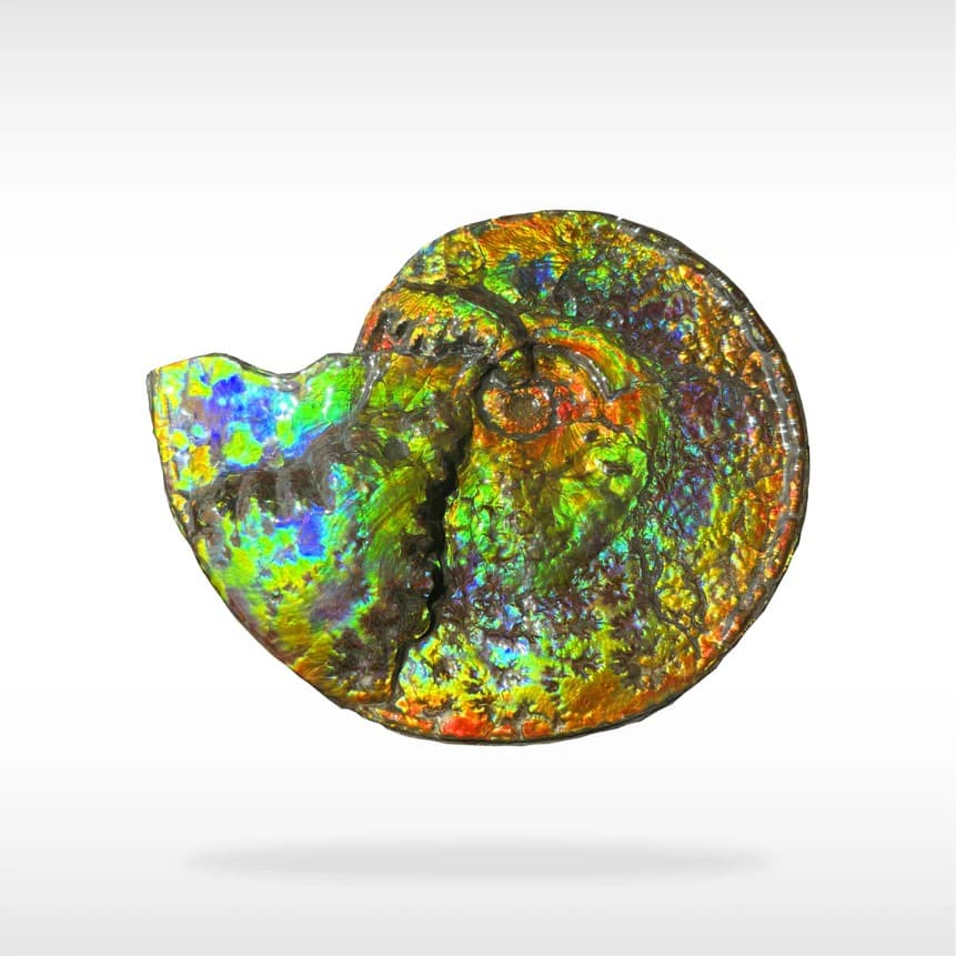 Ammolite fossils