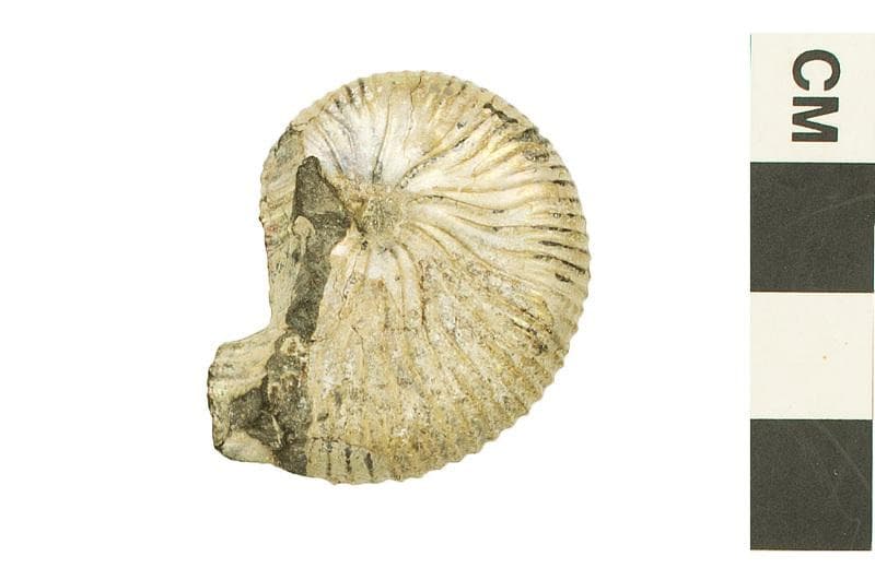 ammonite fossil