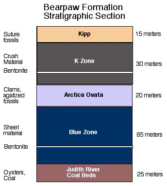 Bearpaw Formation stratigraphic section