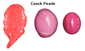 calcareous concretions - conch pearls