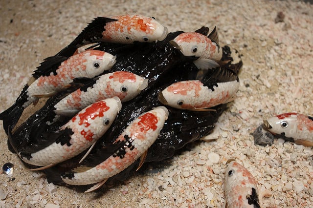 koi fish carved from coral and rock