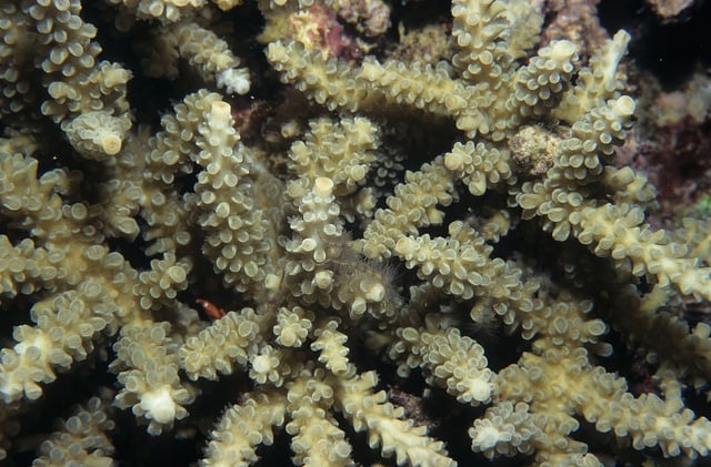 Coral polyps out at night