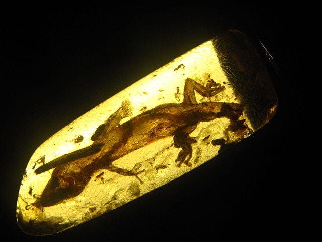 amber symbolism - gecko
