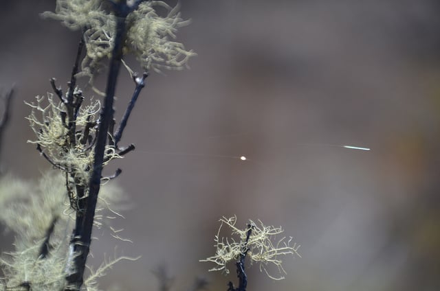 Pele's Hair