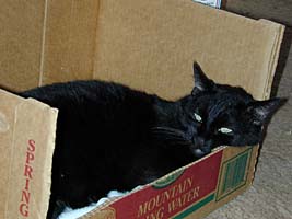 My cat Easy in his box next to my faceting machine trying to get some sleep with me using a ceramic lap...