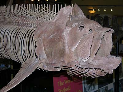 Fossil Fish