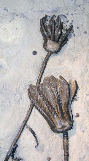 Fossil plants