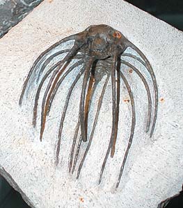 Fossil