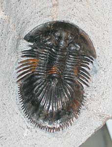 Fossil