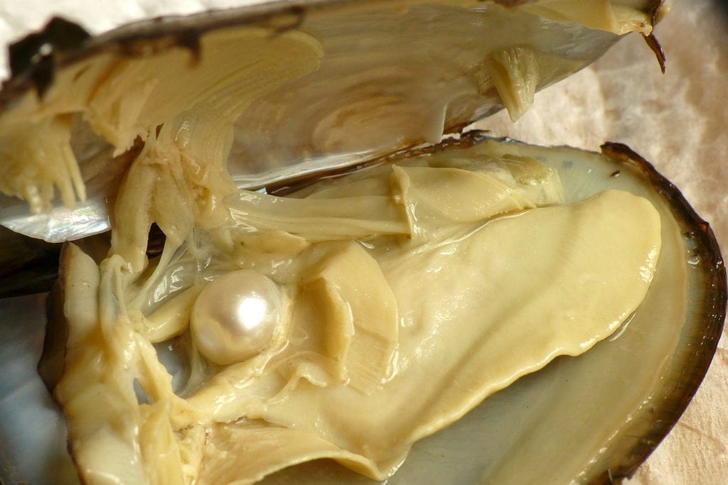 pearl in oyster shell