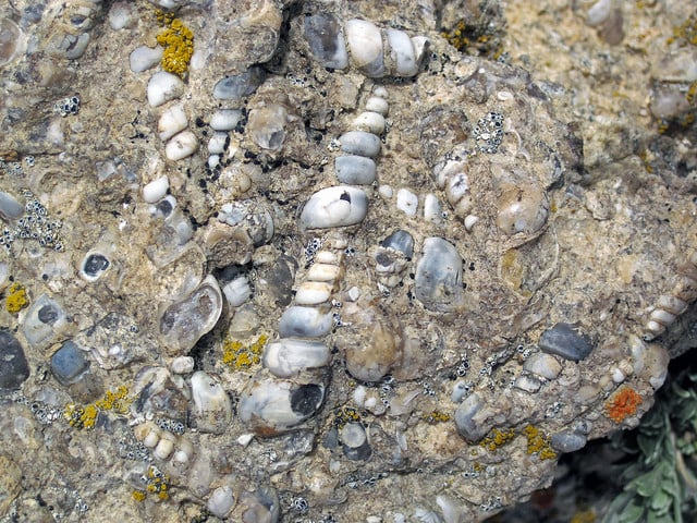 The spiral shells in this specimen of 