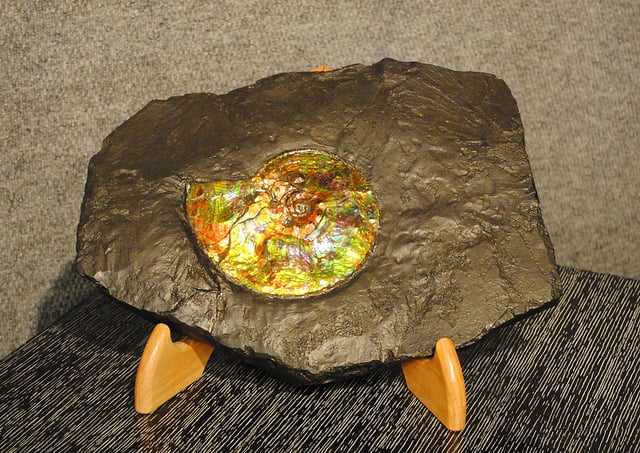 fossil ammonite - ammolite Korite