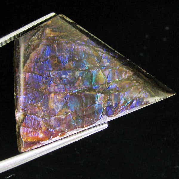 ammolite triplet