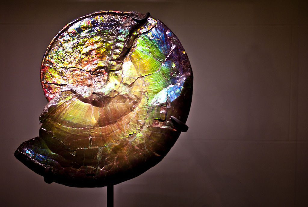 ammolite buying guide - ammonite specimen