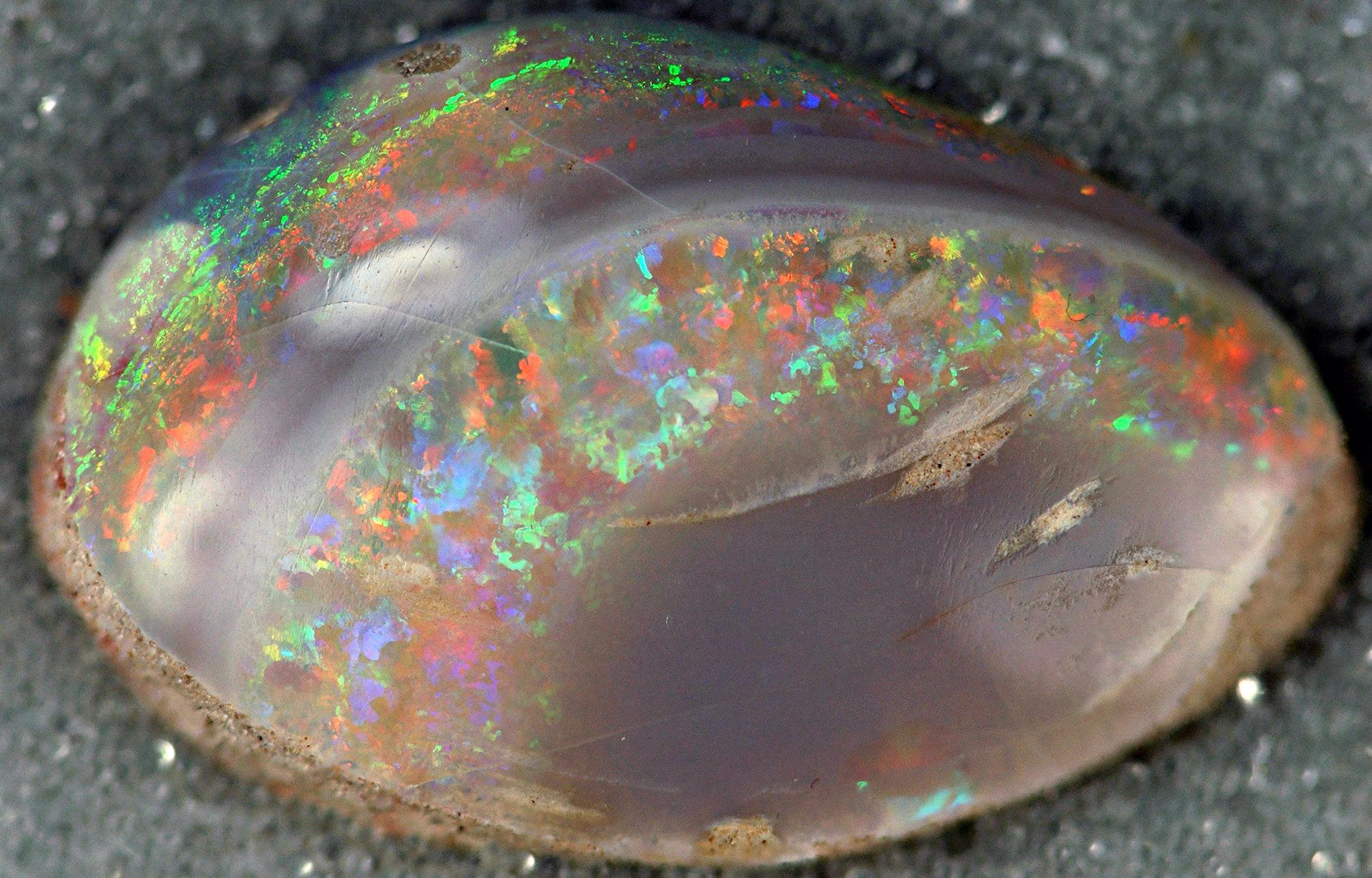 Coober Pedy - opalized bivalve fossil