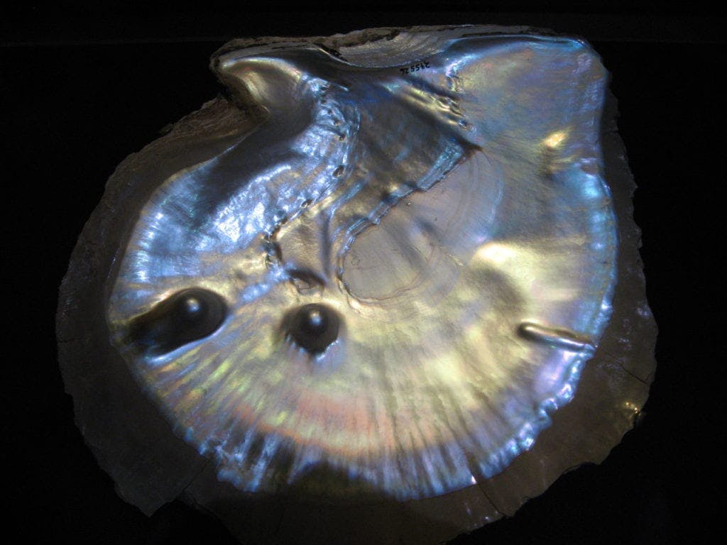Pinctada maxima shell - pearl engagement ring stones