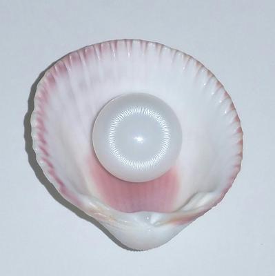 Tridacna Pearl Buying Guide