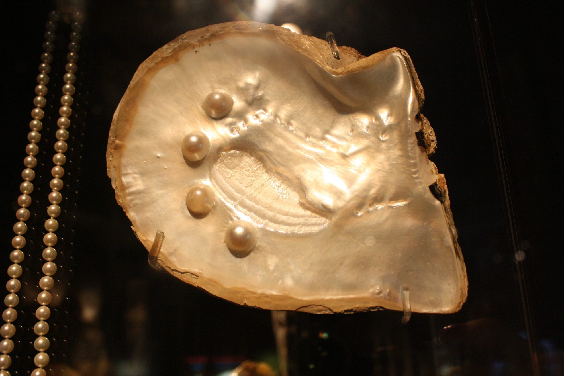 gold-lipped oyster with pearls - how do pearls form