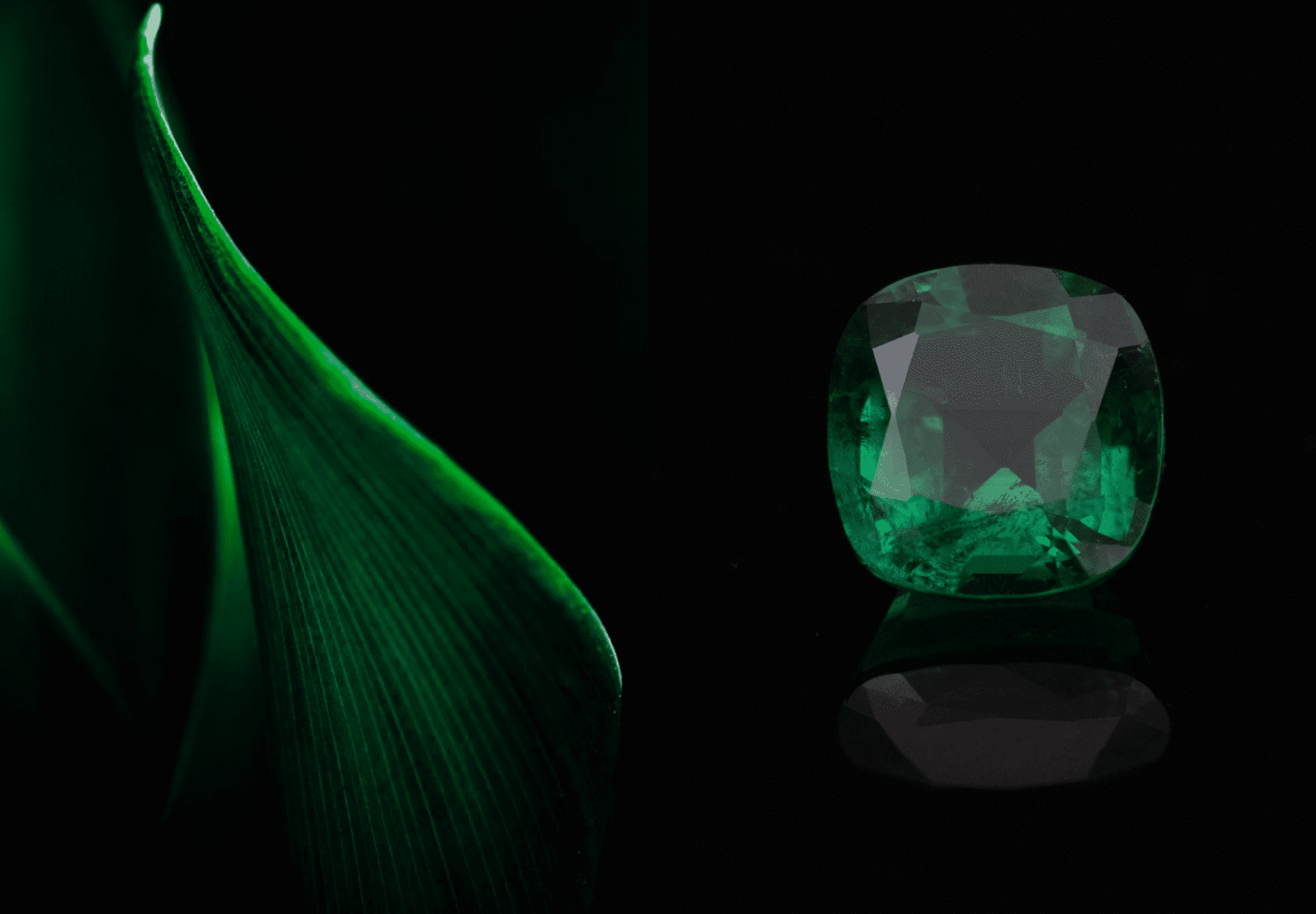 Shakiso Dream Emerald - Ethiopia
