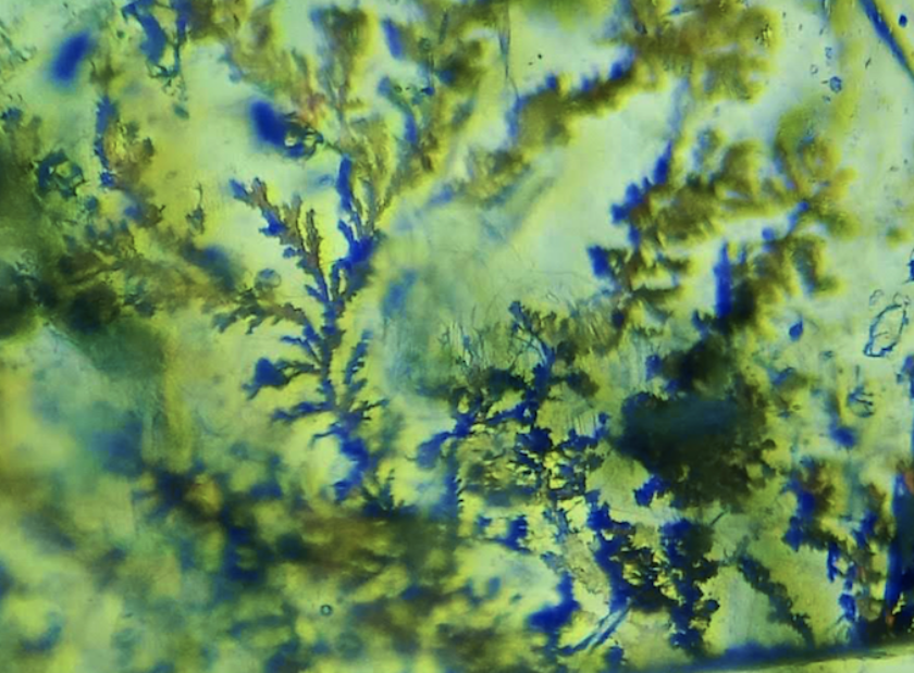 PIC 02 Dendrite translucent brown Bellerophon Gemlab