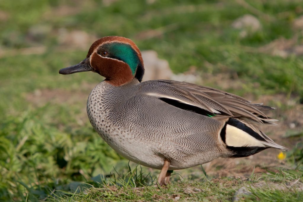 Eurasian duck