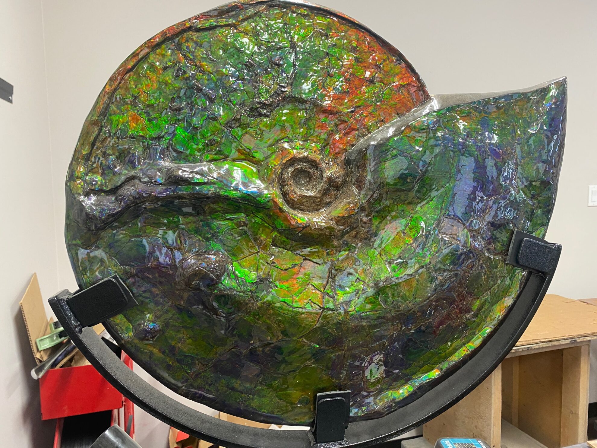 fossilized ammonite