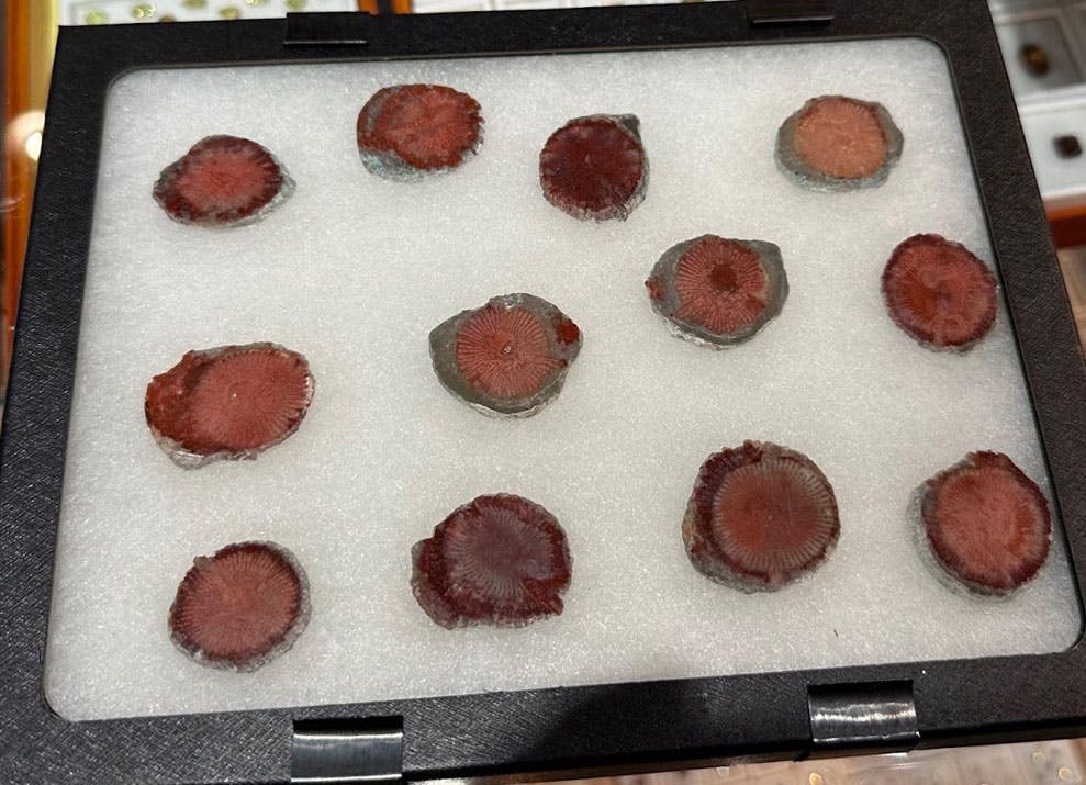 agatized coral stones