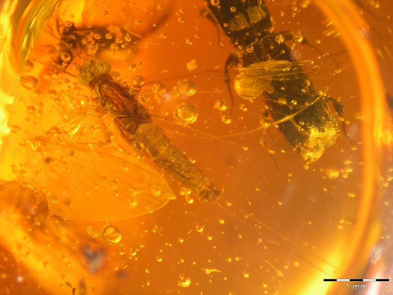 Amber