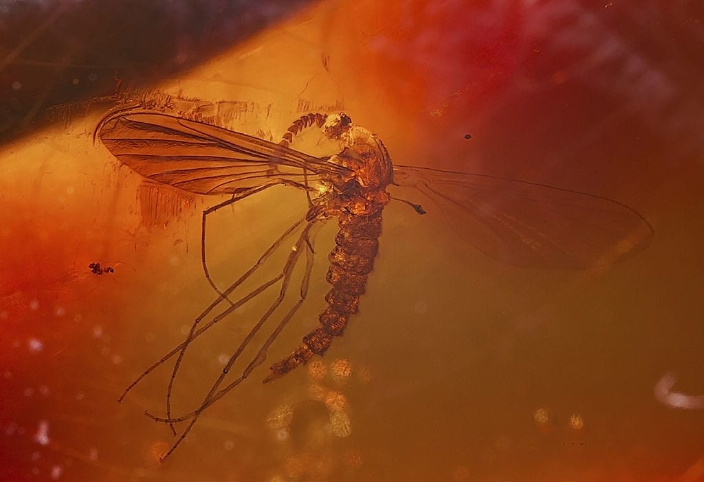 amber with mosquito - a world of crystals