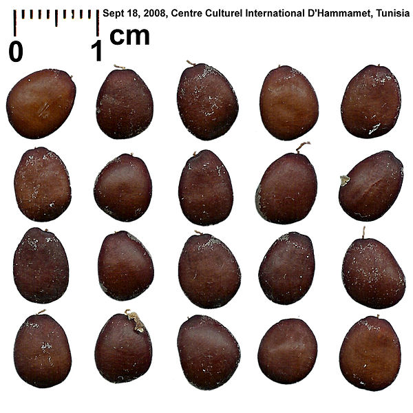 Carats are units of measurement for gemstone weight. The term “carat” may have originated with the ancient practice of using carob seeds as a unit of measure in the Mediterranean and Middle East regions. The seeds were presumed to have a uniform size and mass. Today, the carat weight unit is standardized as 200 mg. “Carob (ceratonia siliqua) seeds” by Mihailo Grbic is licensed under CC By-SA 3.0 RS.