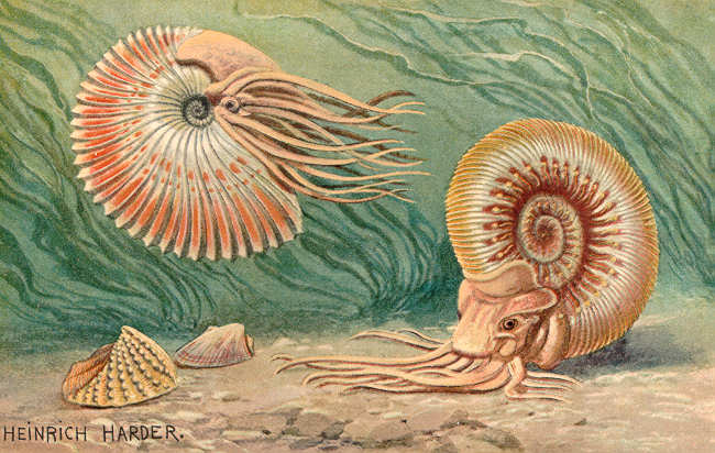 Ancient Ammonites