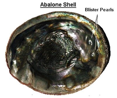 blister pearl growth on abalone shell