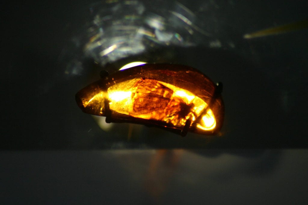 amber buying - insect in amber