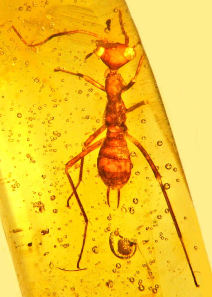 unique gem materials for jewelry design - insect in amber