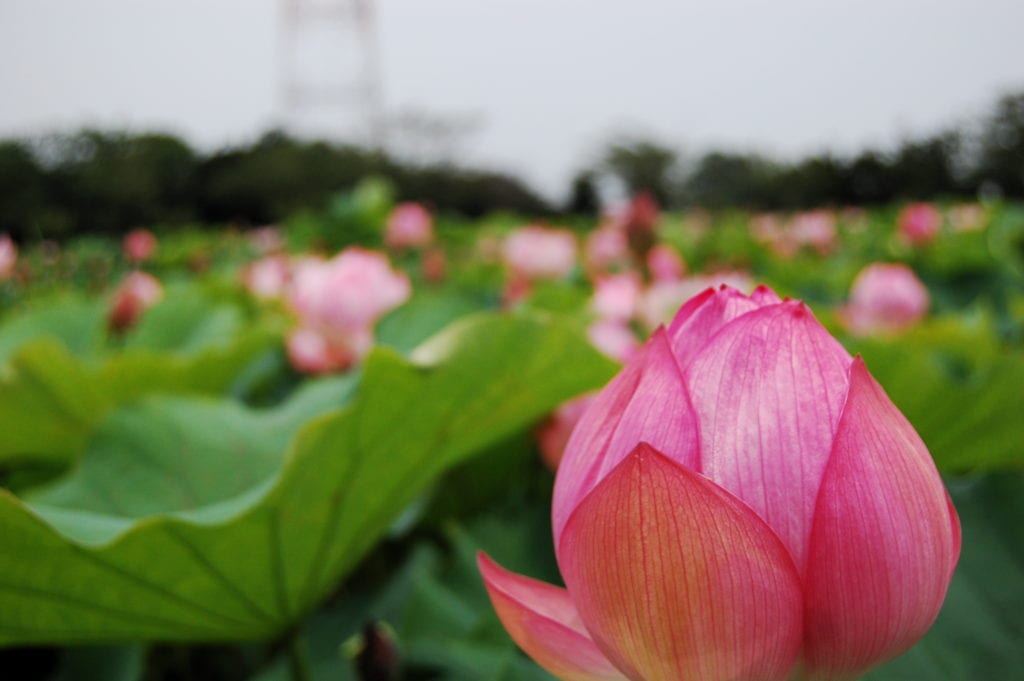 padparadscha sapphire buying guide - lotus flower