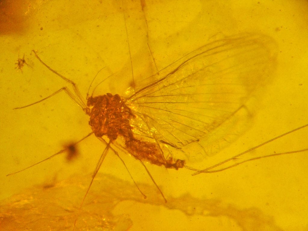 amber with mayfly inclusion - delicate engagement ring stones